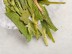 Xi Hu Long Jing „AA” (Smocza Studnia), Zhejiang, 2025