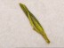 Xi Hu Long Jing „AA” (Smocza Studnia), Zhejiang, 2025